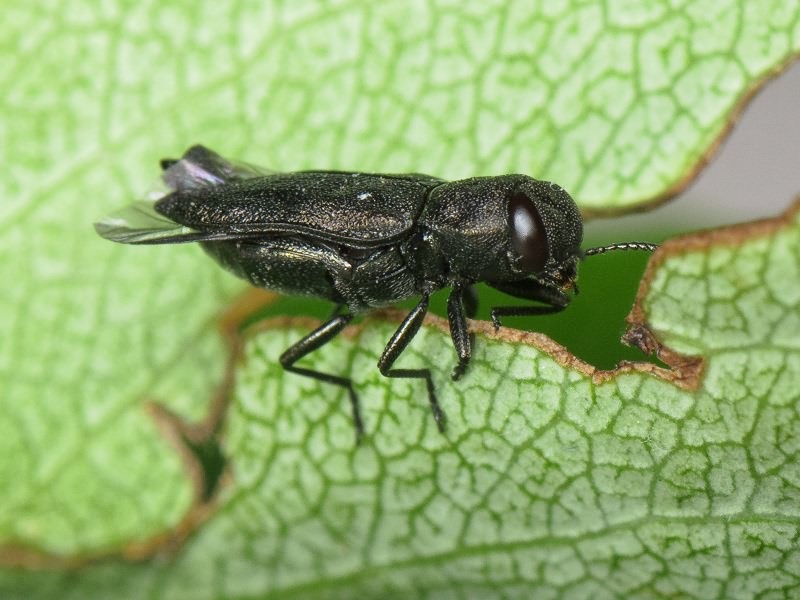 Anthaxia quadripunctata quadripunctata (Linnaeus, 1758)
